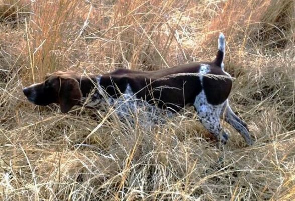 Matotoland Kennel Hpr gsp Temic