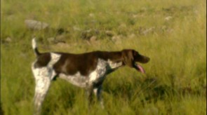 Matotoland Kennel Hpr gsp Temic