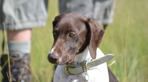 Matotoland Kennel Hpr gsp pup Rose