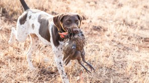 Matotoland Kennel Hpr gsp pup Dixie