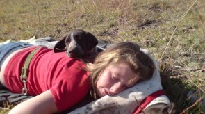 Matotoland Kennel Hpr gsp pup