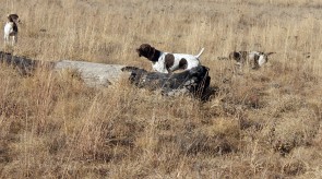 GSP HPR German Shorthair Pointer