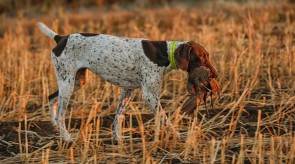 German Shorthair Pointer GSP HPR Dogs in South Africa