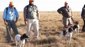HPR GSP's Matotoland Kennel