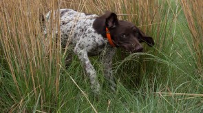 Matotoland Kennel Hpr gsp pup