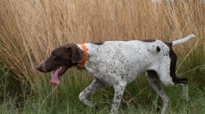 Matotoland Kennel Hpr gsp pup