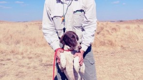 Matotoland Kennel Hpr gsp pup cleo
