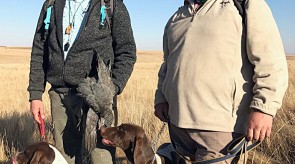 Matotoland Kennel Hpr gsp pup cleo
