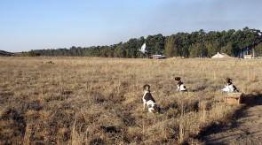 Matotoland Kennel Hpr gsp pup