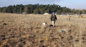 Matotoland Kennel Hpr gsp pup Dollar