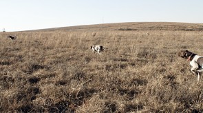 Matotoland Kennel Hpr gsp pup