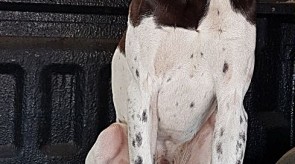 Matotoland Kennel Hpr gsp Memphis