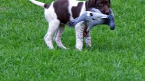 BONNYRETRIEVE.JPG