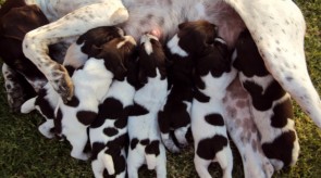 MATOTOLAND Kennel pups