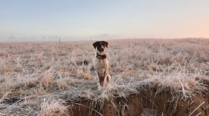 Stella icy weather 